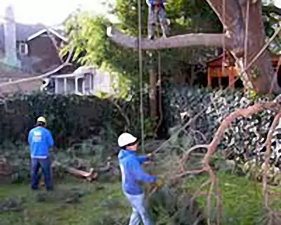 Tree Services