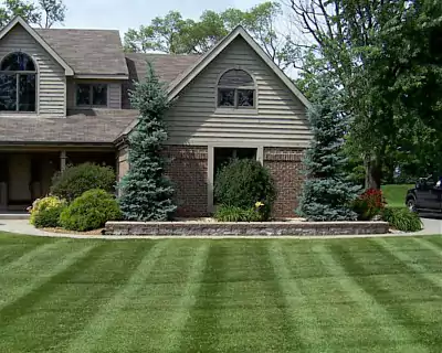 Tree Transplanting